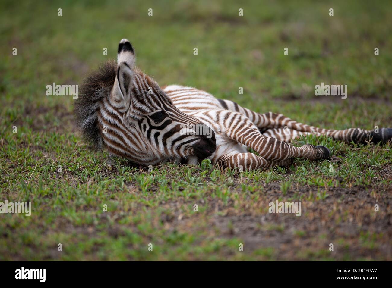 Young Plains Zebra foal  Equus burchelli also Burchell's or Chapman's zebra lying on its side in the Ngorongoro crater in Tanzania Stock Photo
