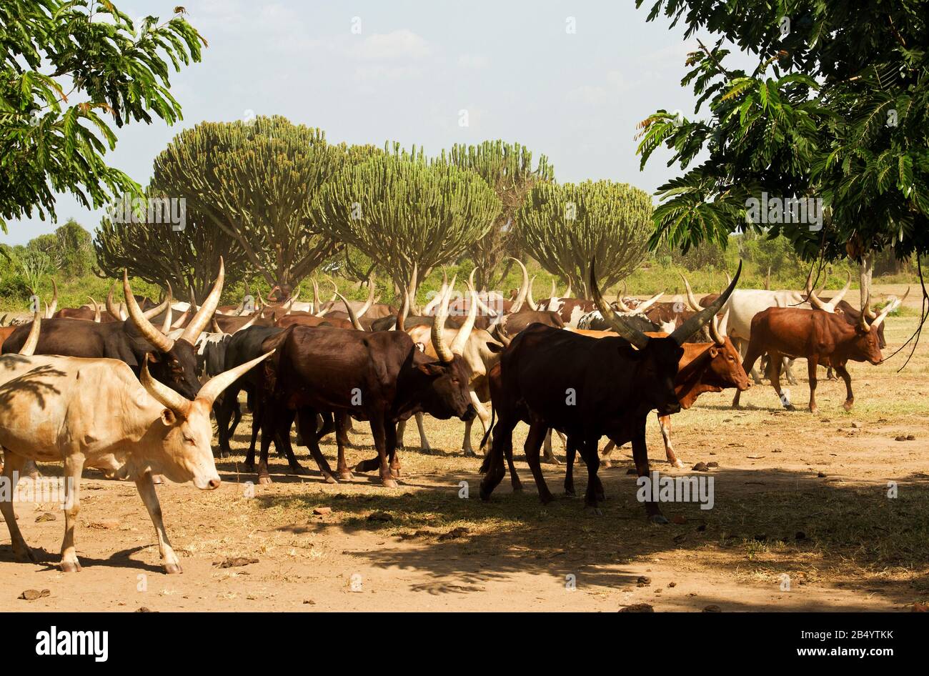 The distinctive size and shae of the horns of the Ankole cattle are indigenous to East Africa and Uganda has a government backed breeding station and Stock Photo