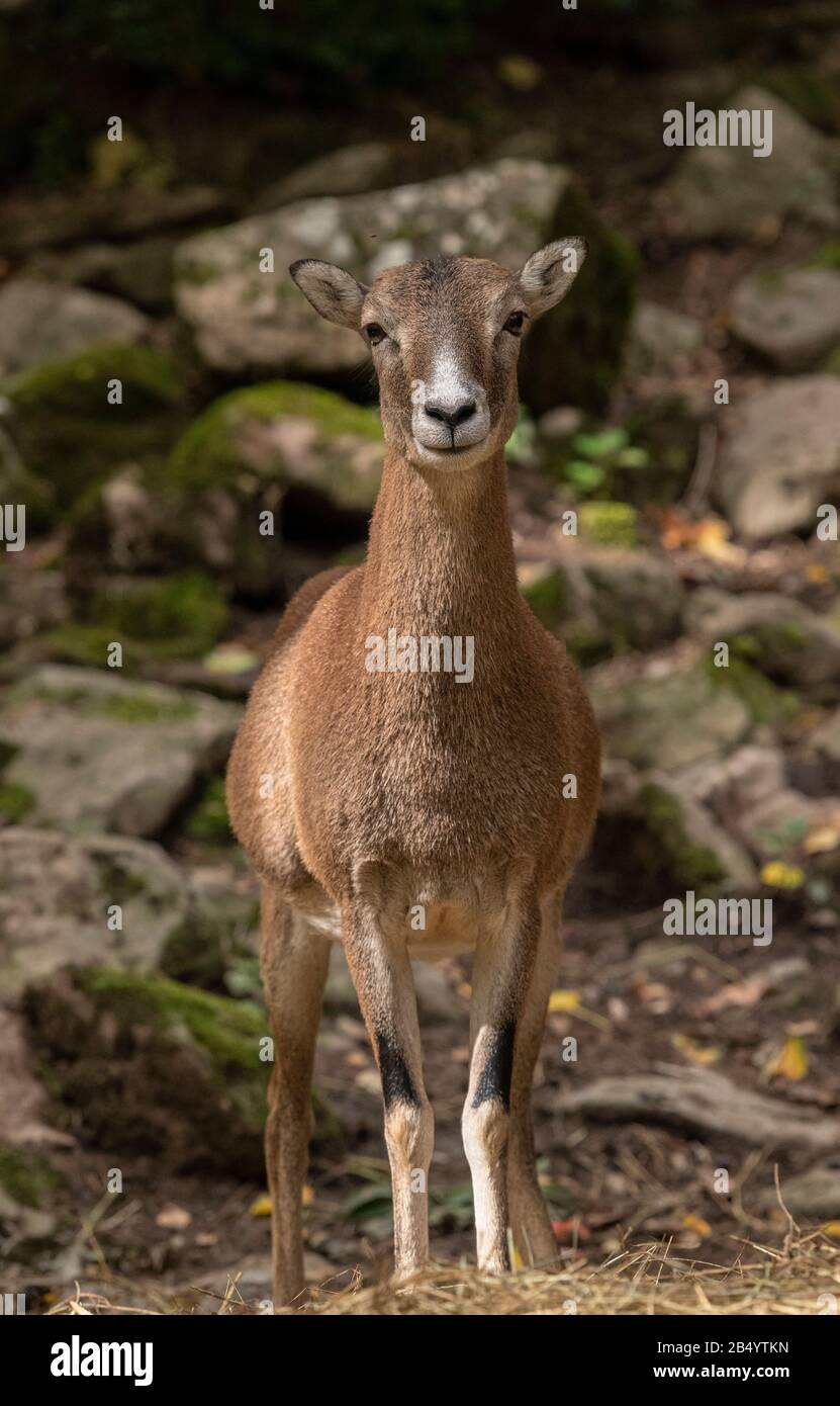 Mouflon, Ovis orientalis musimon, - the ancestor of modern sheep. Female in woodland. Stock Photo