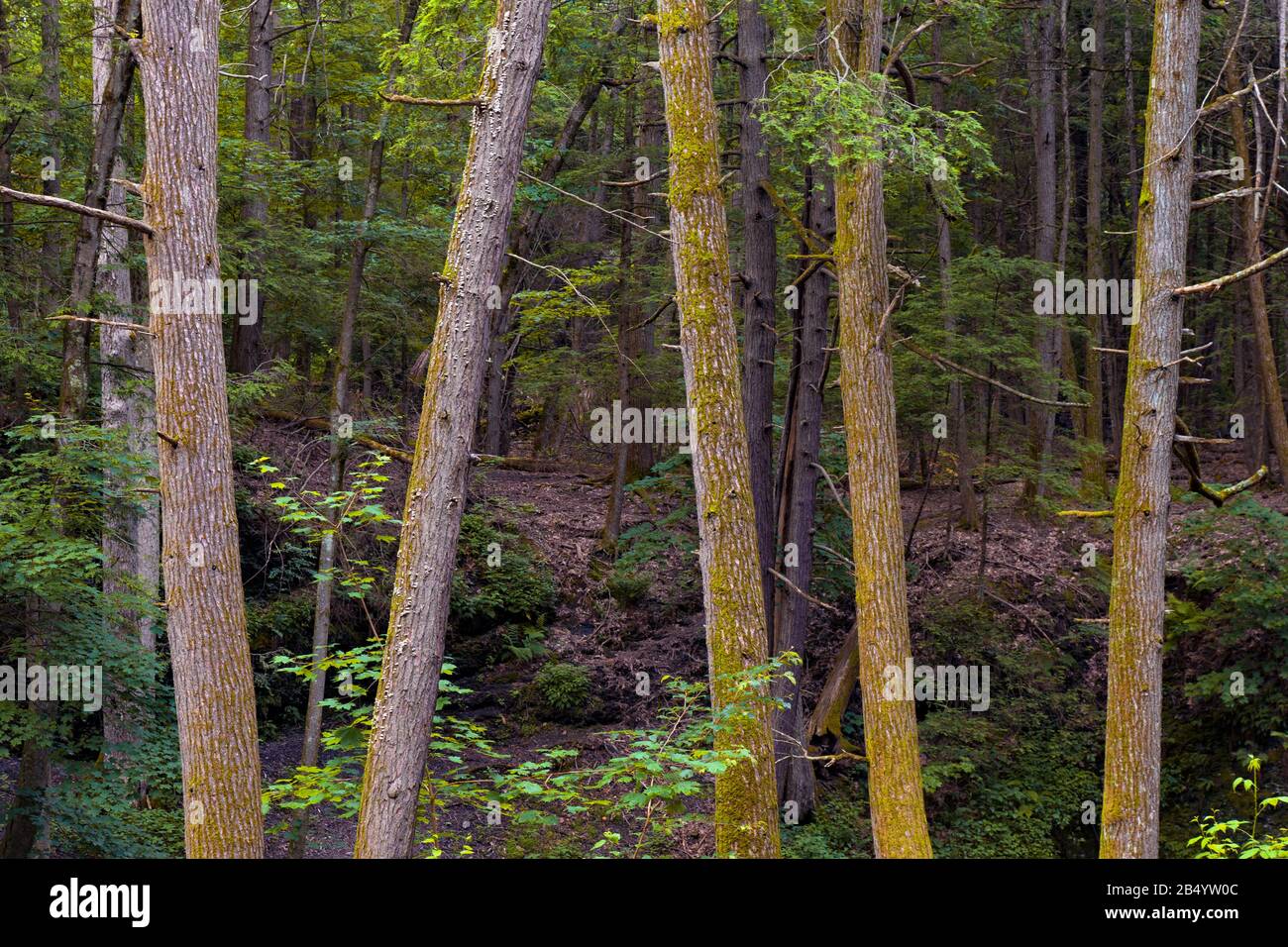 The hemlock ravine forest could be one of the most endangered ecosystem in eastern North America due to the non-native hemlock woolly adelgid (Adelges Stock Photo