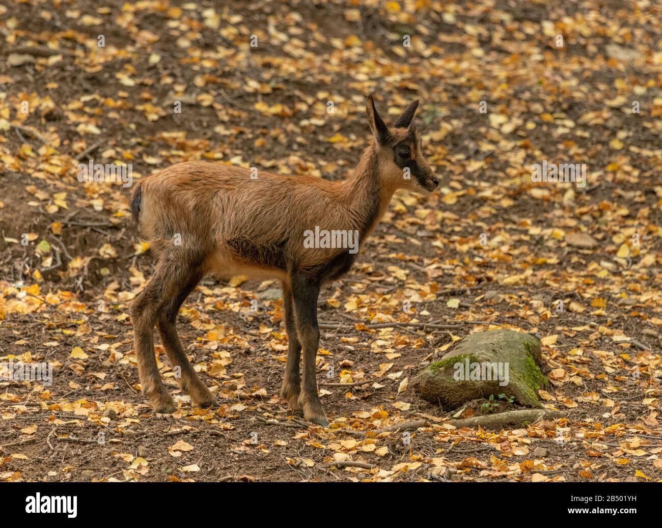 Young Pyrenean chamois or Izard, Rupicapra pyrenaica, in woodland