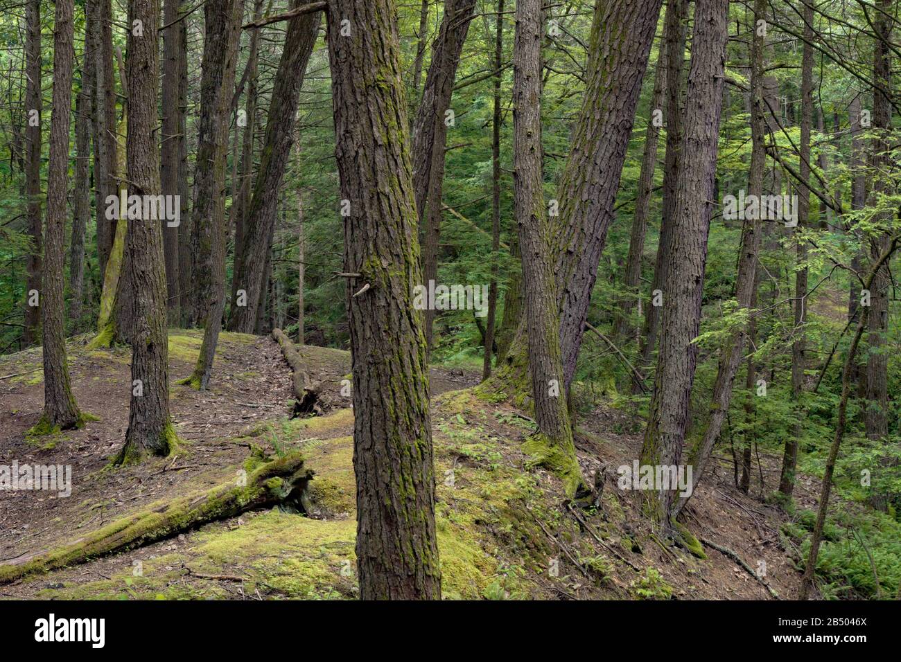 The hemlock ravine forest could be one of the most endangered ecosystem in eastern North America due to the non-native hemlock woolly adelgid (Adelges Stock Photo