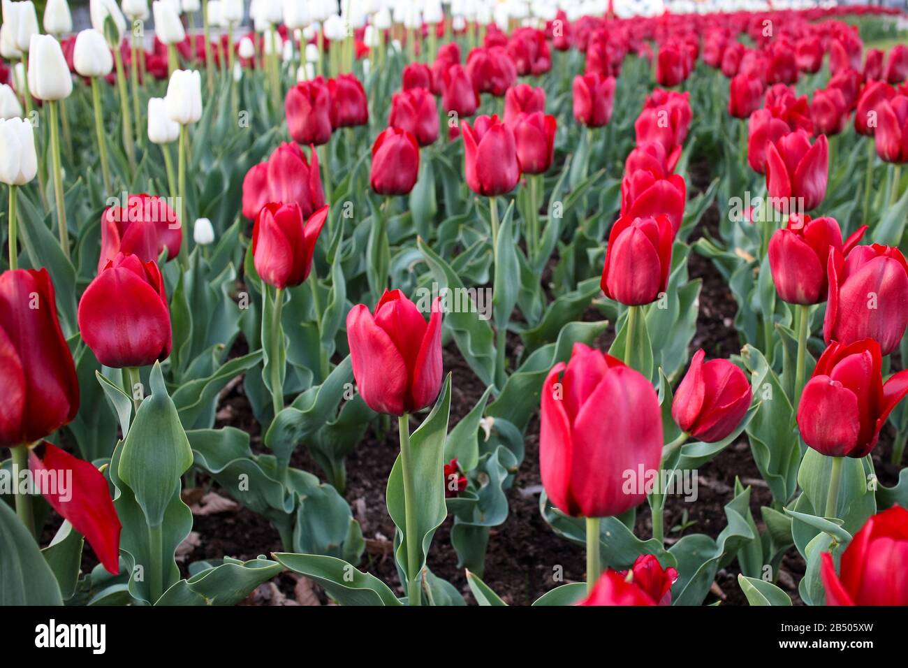 spring festive background with blossom red and white tulips in the park Stock Photo