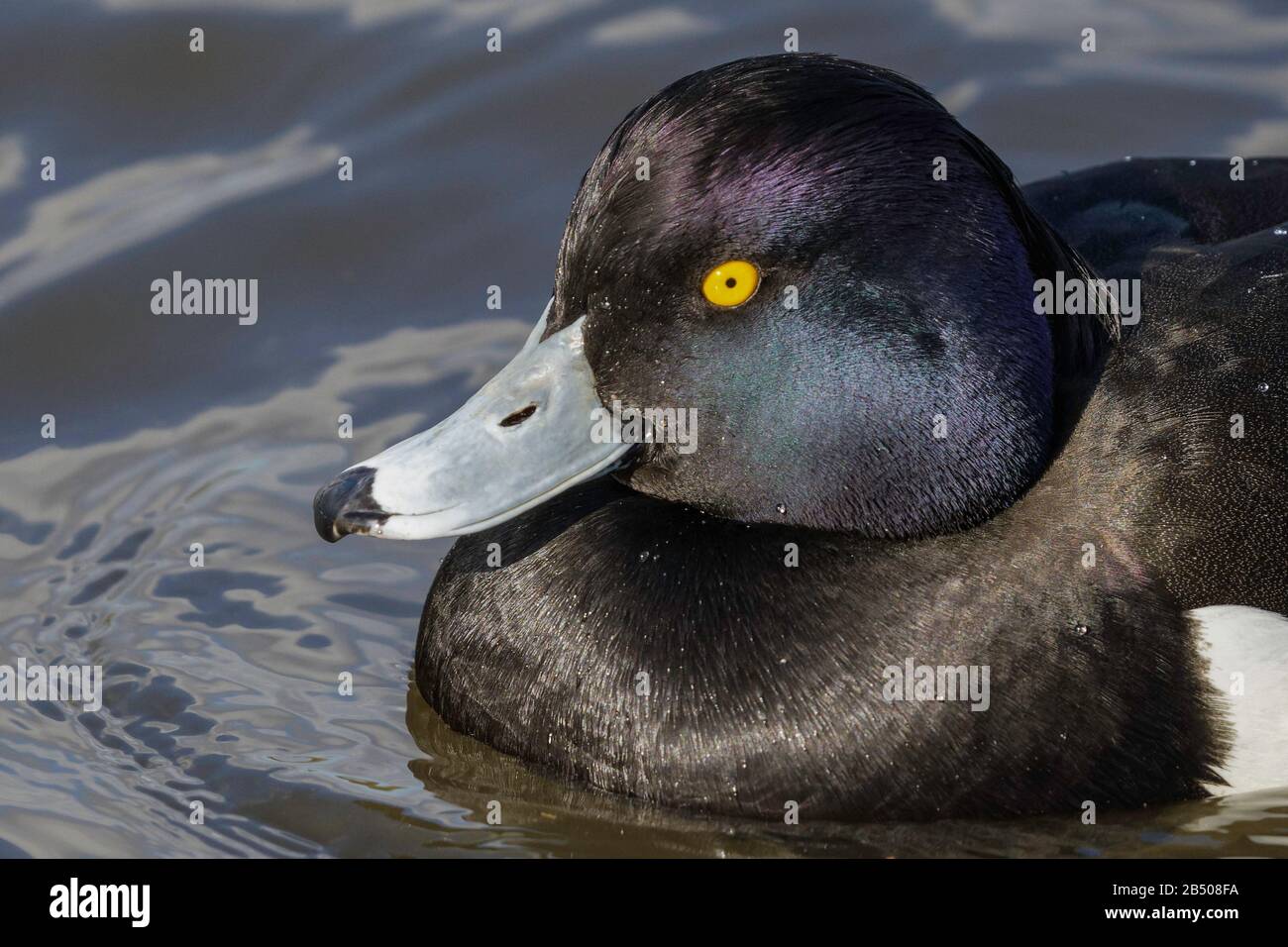 Male adult tufted duck Stock Photo
