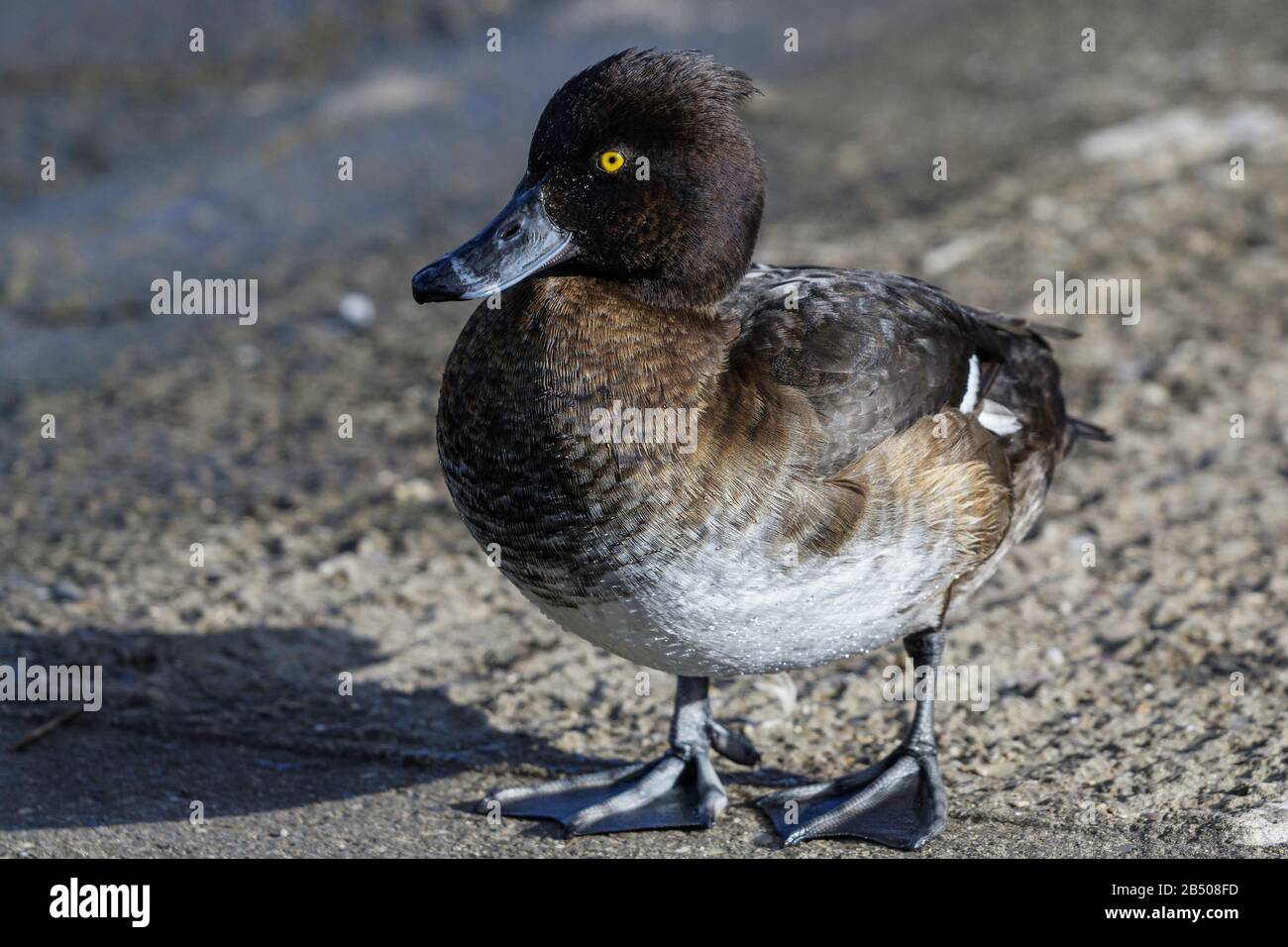 Female Tufted Duck, standing Stock Photo