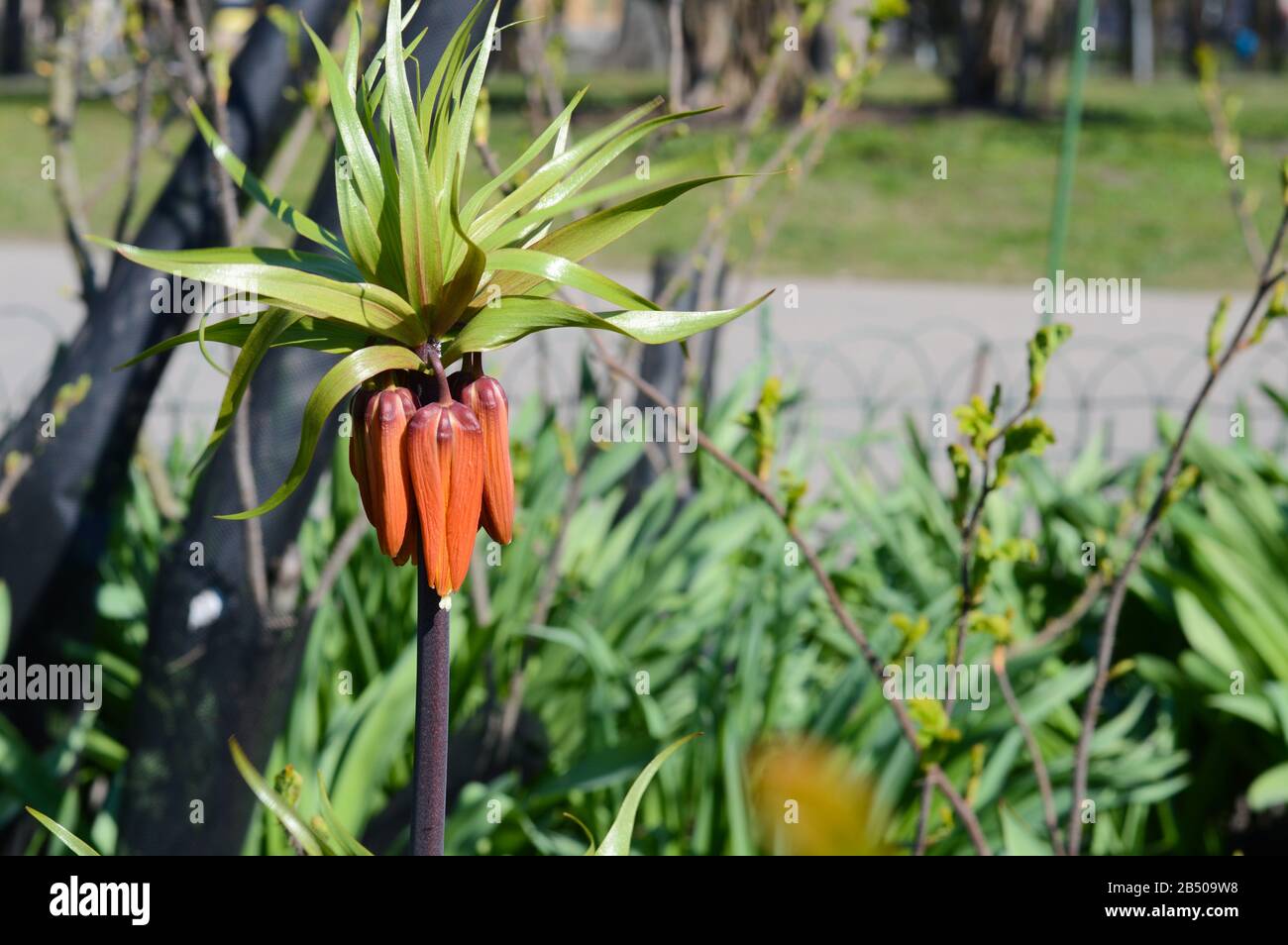 beautiful orange buds of fritillaria flower in the park on a sunny summer day, unopened flowers of the imperial crown Stock Photo