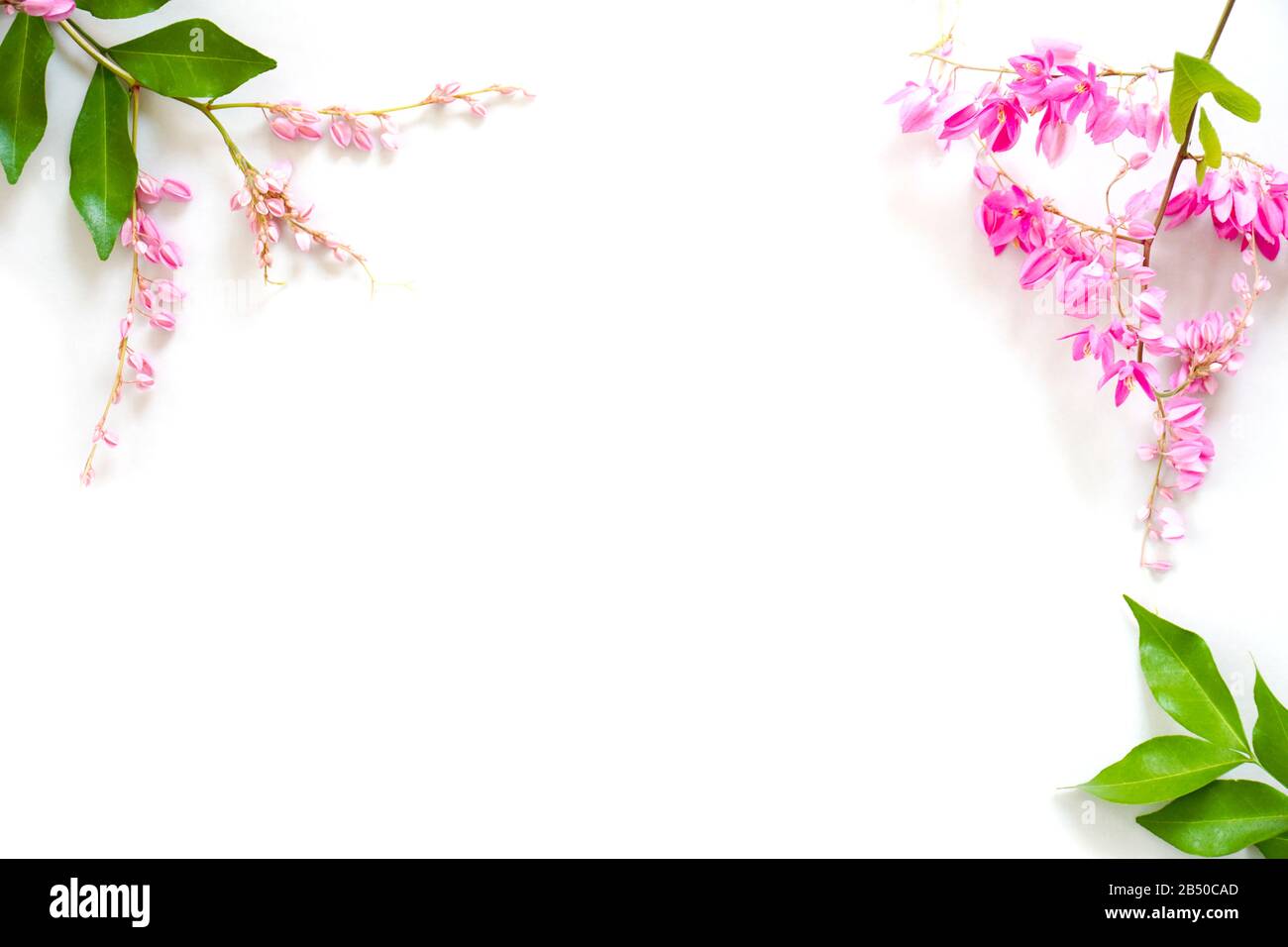 Frame of pink flowers with green leaf isolated on white background ...