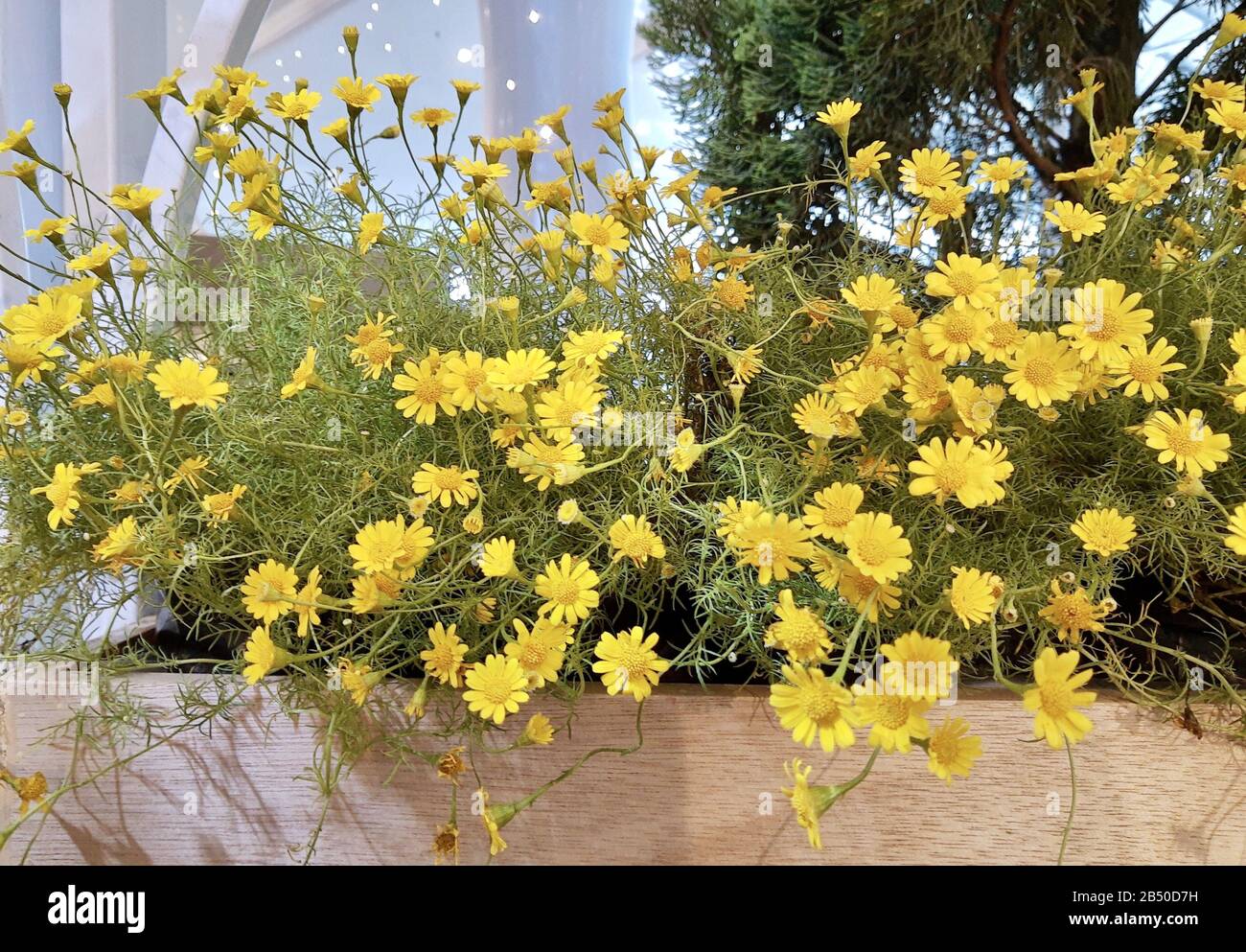 Bright and Beautiful Butter Daisy or Little Yellow Star Flowers in A Wooden Pot, Signs of Spring and Summer. Stock Photo