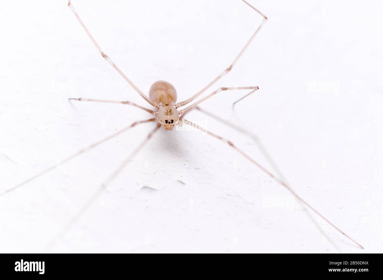 Pholcidae, vibrating or cellar spiders