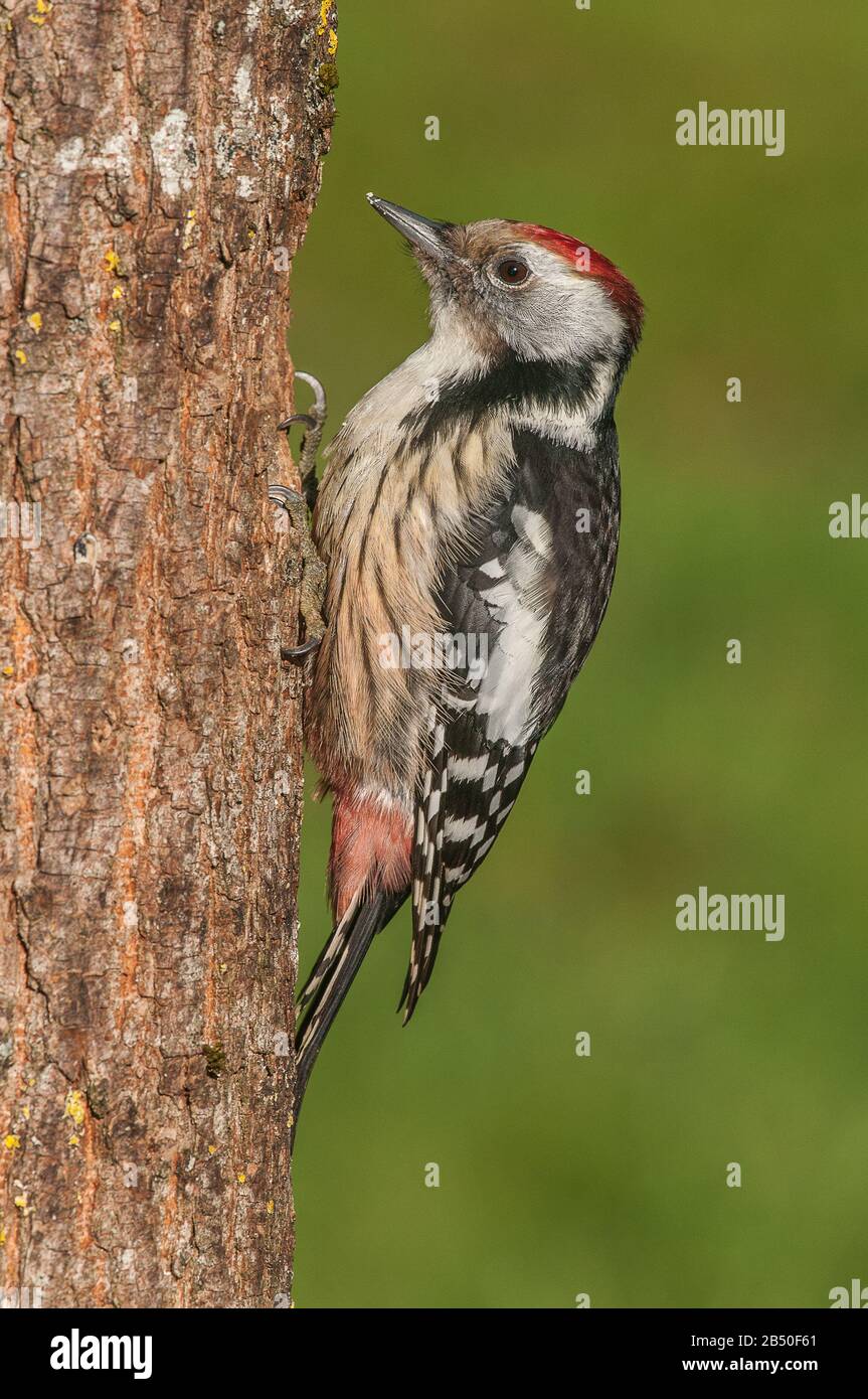 Mittelspecht (Leiopicus medius, Syn. Dendrocopos medius) Middle-spotted Woodpecker • Baden-Württemberg, Deutschland Stock Photo