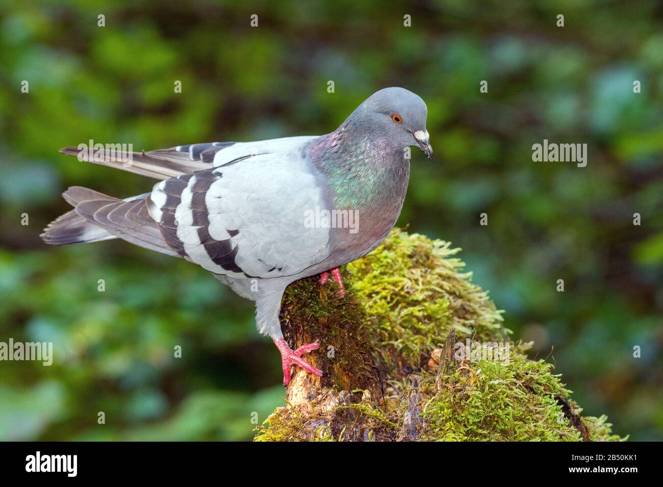 Haustaube (Columba livia forma domestica) Domestic Pigeon • Allgäu; Bayern, Bavaria, Deutschland, Germany Stock Photo