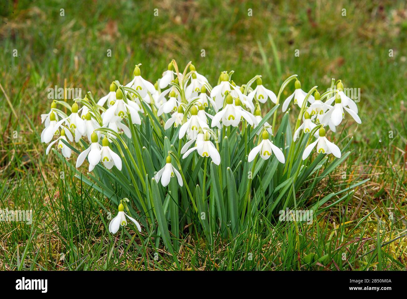 Schneegloeckchen (Galanthus nivalis) Snowdrop • Baden-Wuerttemberg; Deutschland Stock Photo