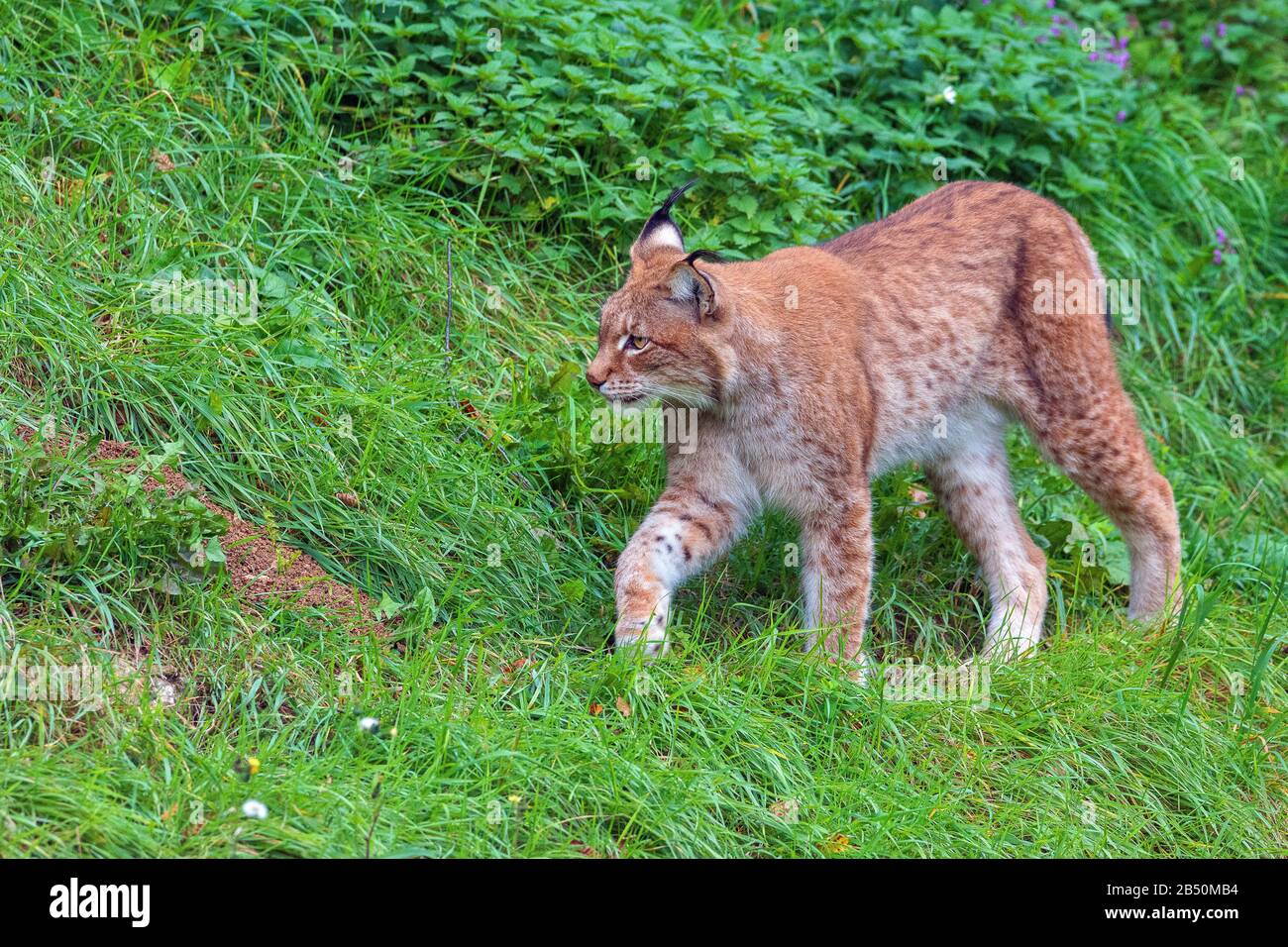 Europäischer Luchs ( Felis Lynx) European Lynx • Baden-württemberg 