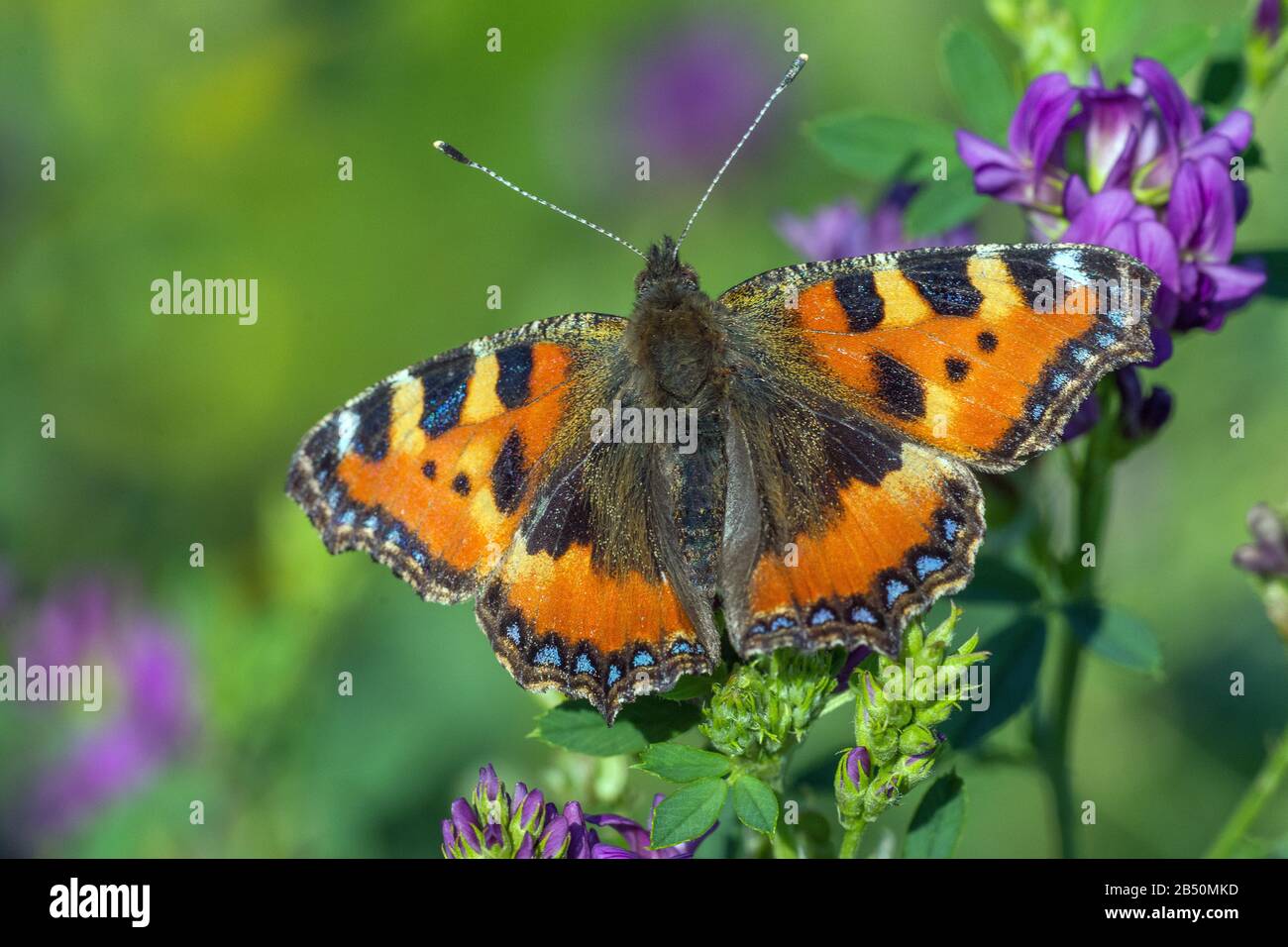 Kleiner Fuchs (Aglais urticae) Small tortoiseshell • Baden-Württemberg, Deutschland Stock Photo