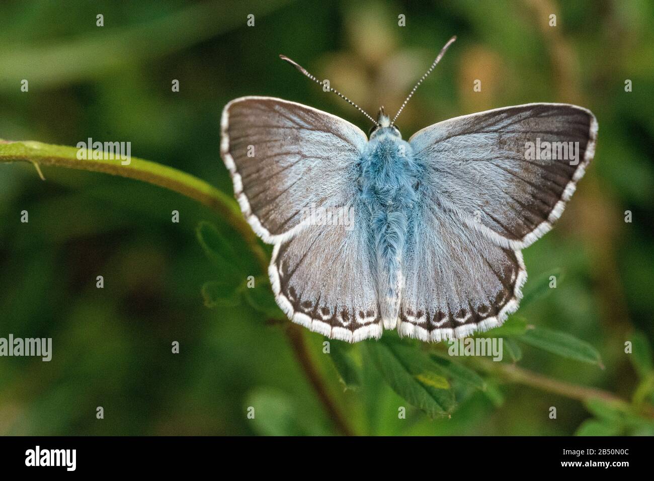 Silbergrüner Bläuling (Polyommatus coridon) chalkhill blue • Baden-Württemberg, Deutschland Stock Photo