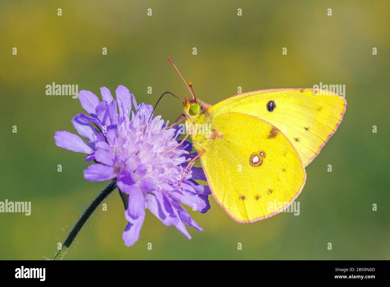 Goldene Acht (Colias hyale) Pale Clouded Yellow • Baden-Württemberg, Deutschland Stock Photo