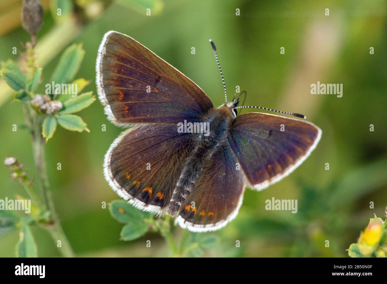 Hauhechel-Bläuling (Polyommatus icarus) common blue butterfly • Baden-Württemberg, Deutschland Stock Photo
