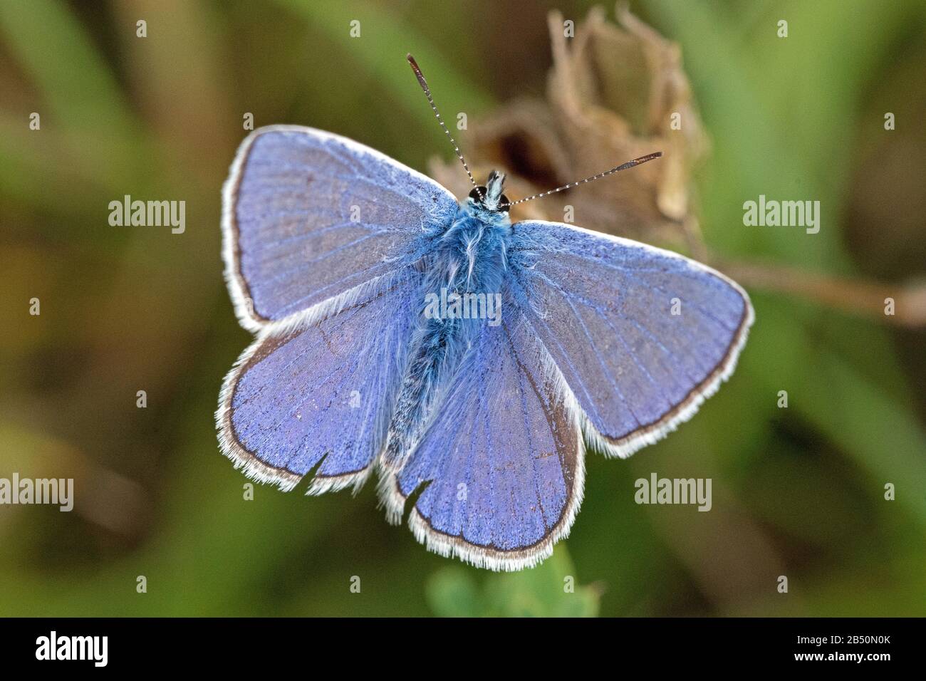 Hauhechel-Bläuling (Polyommatus icarus) common blue butterfly • Baden-Württemberg, Deutschland Stock Photo