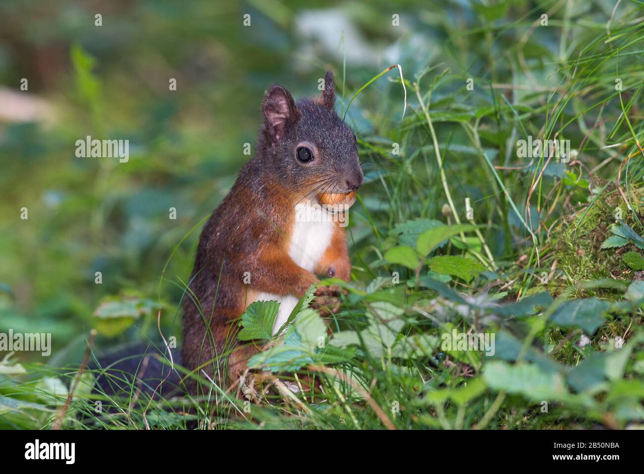 Eichhoernchen (Sciurus vulgaris) Red Squirrel • Bayern, Deutschland Stock Photo