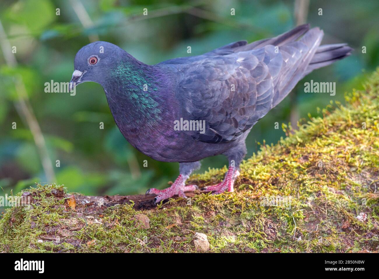 Haustaube (Columba livia forma domestica) Domestic Pigeon • Allgäu; Bayern, Bavaria, Deutschland, Germany Stock Photo