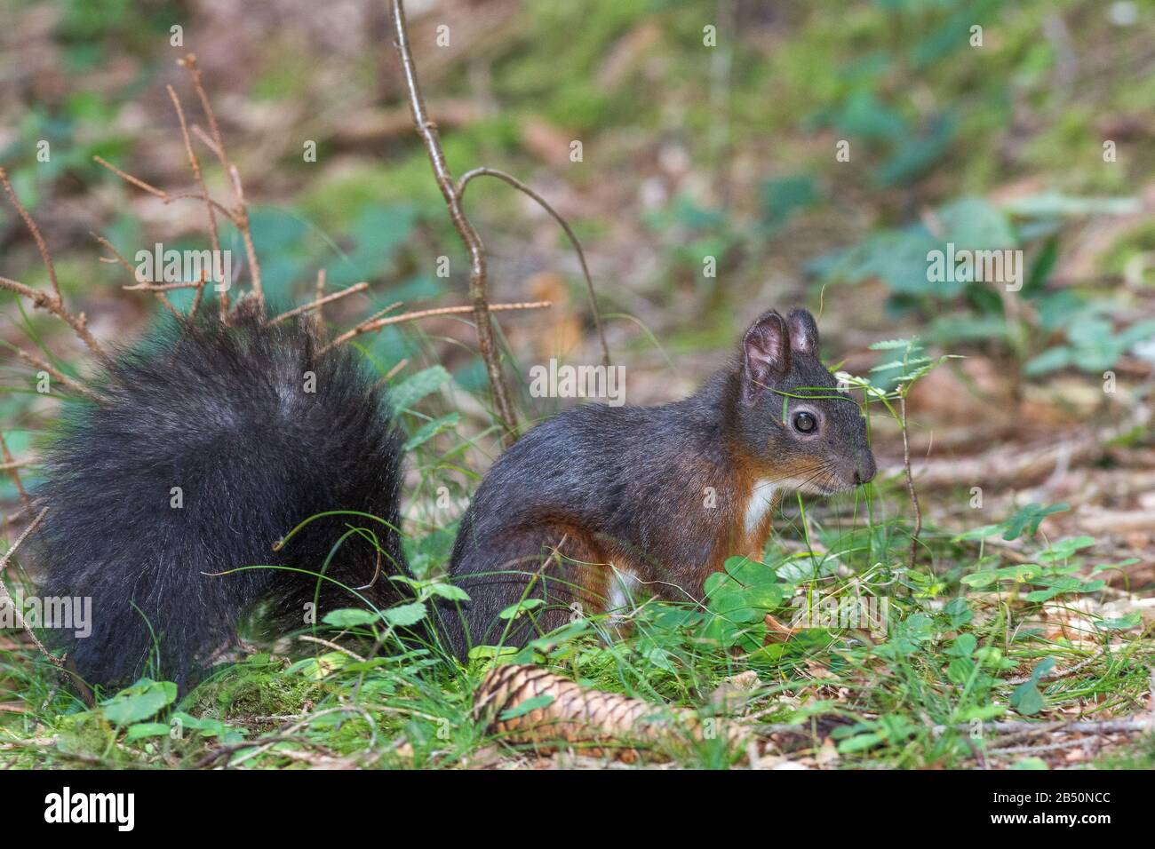 Eichhoernchen (Sciurus vulgaris) Red Squirrel • Bayern, Deutschland Stock Photo