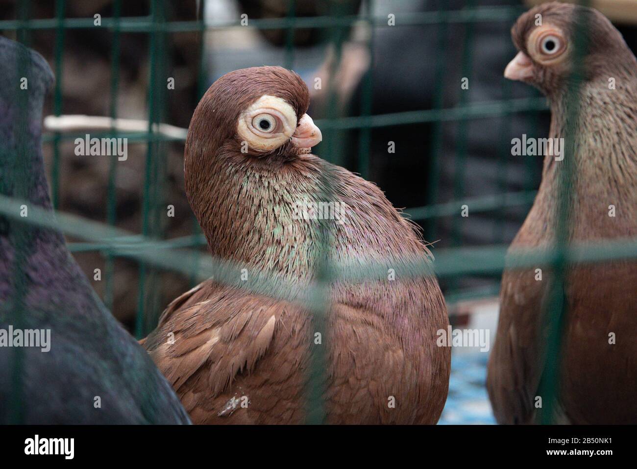 Tumbler Pigeons High Resolution Stock Photography And Images Alamy