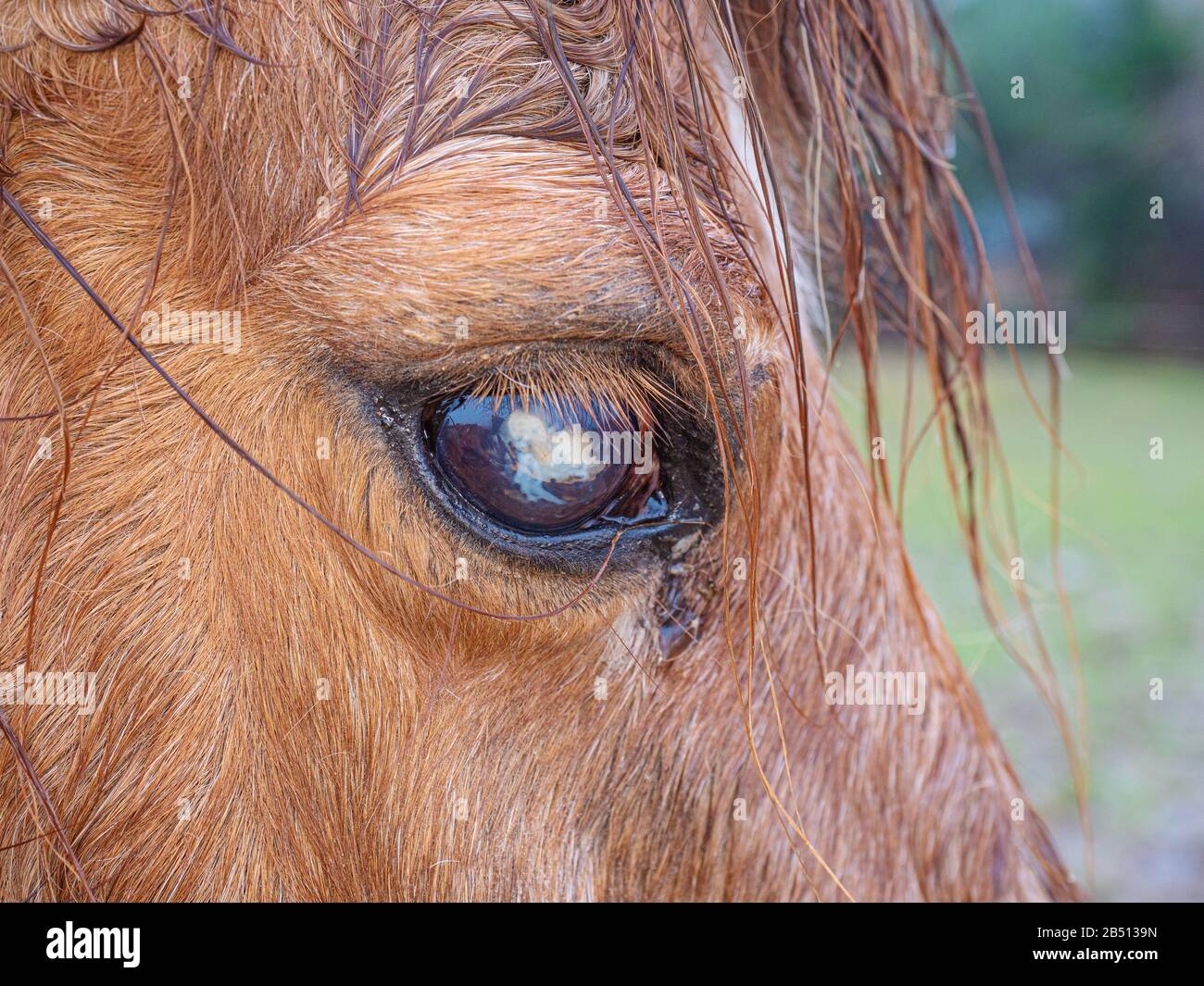 Old blind ponny with monthly blindness or Moon Blindness. It is chronic