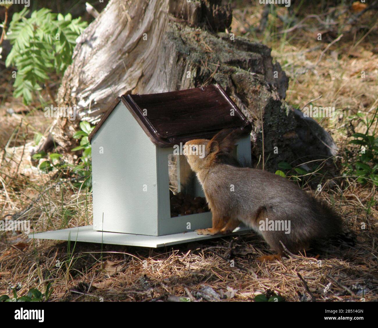 Mathus, ekorre Stock Photo: 347306197 - Alamy