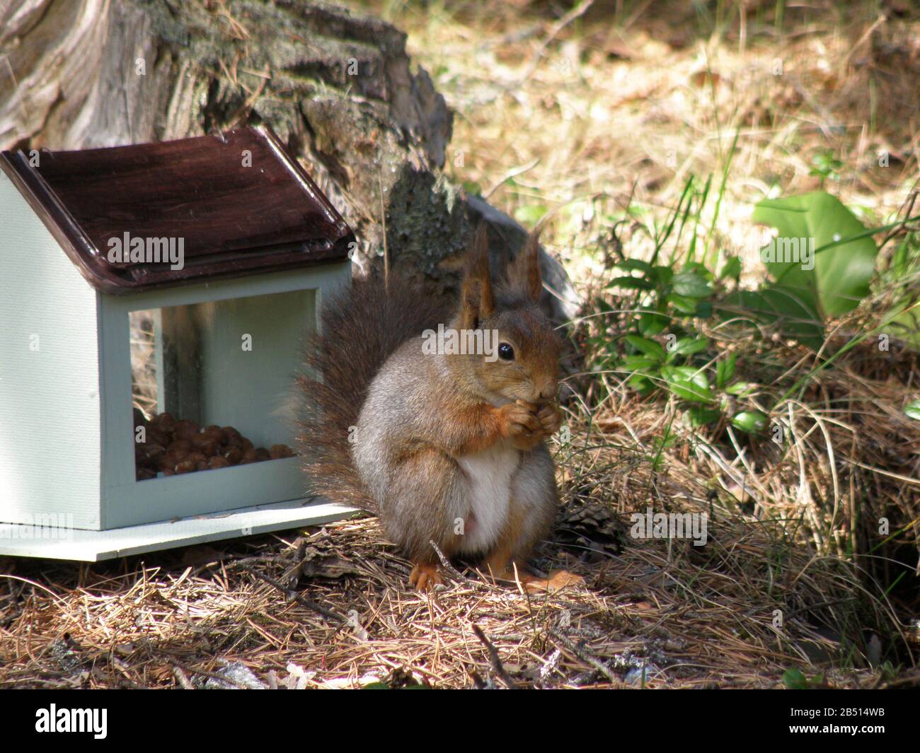 Squirrel eating hazelnuts Stock Photo Alamy