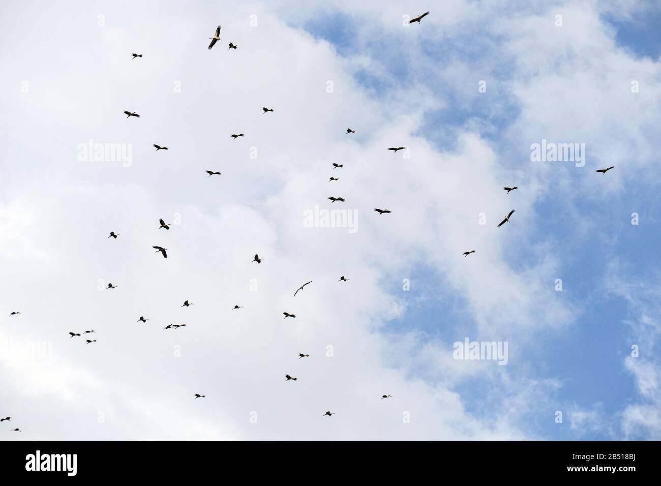 A flock of storks fly together in the sky. They gather to fly south. Stock Photo