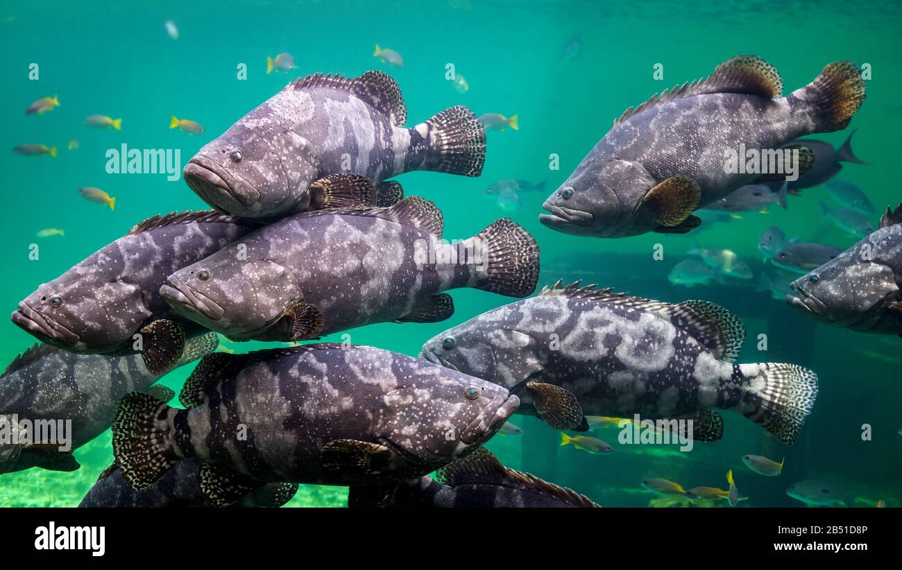 Giant grouper or brown spotted grouper fish swimming under green sea