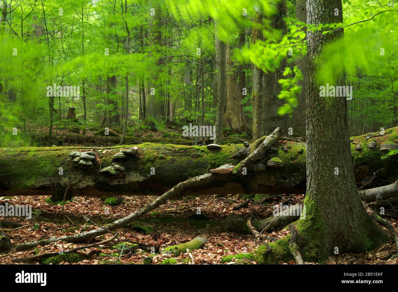 Bavarian Forest National Park / Germany: 'Mittelsteighütte' is one of the last primary forests of Europe with tall / old beech, fir and spruce trees. Stock Photo
