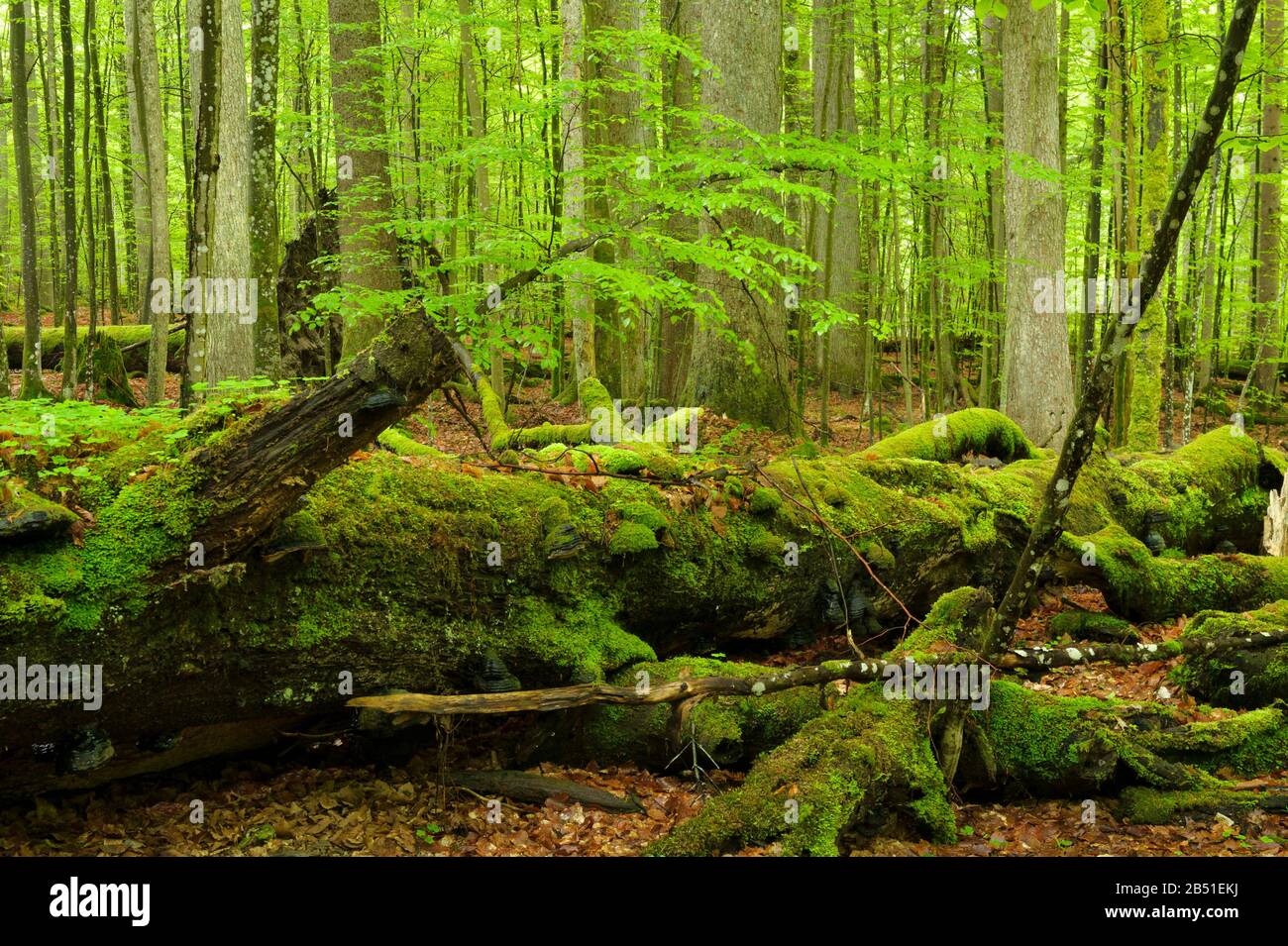 Bavarian Forest National Park / Germany: 'Mittelsteighütte' is one of the last primary forest remains in Germany with tremendous biodiversity value. Stock Photo