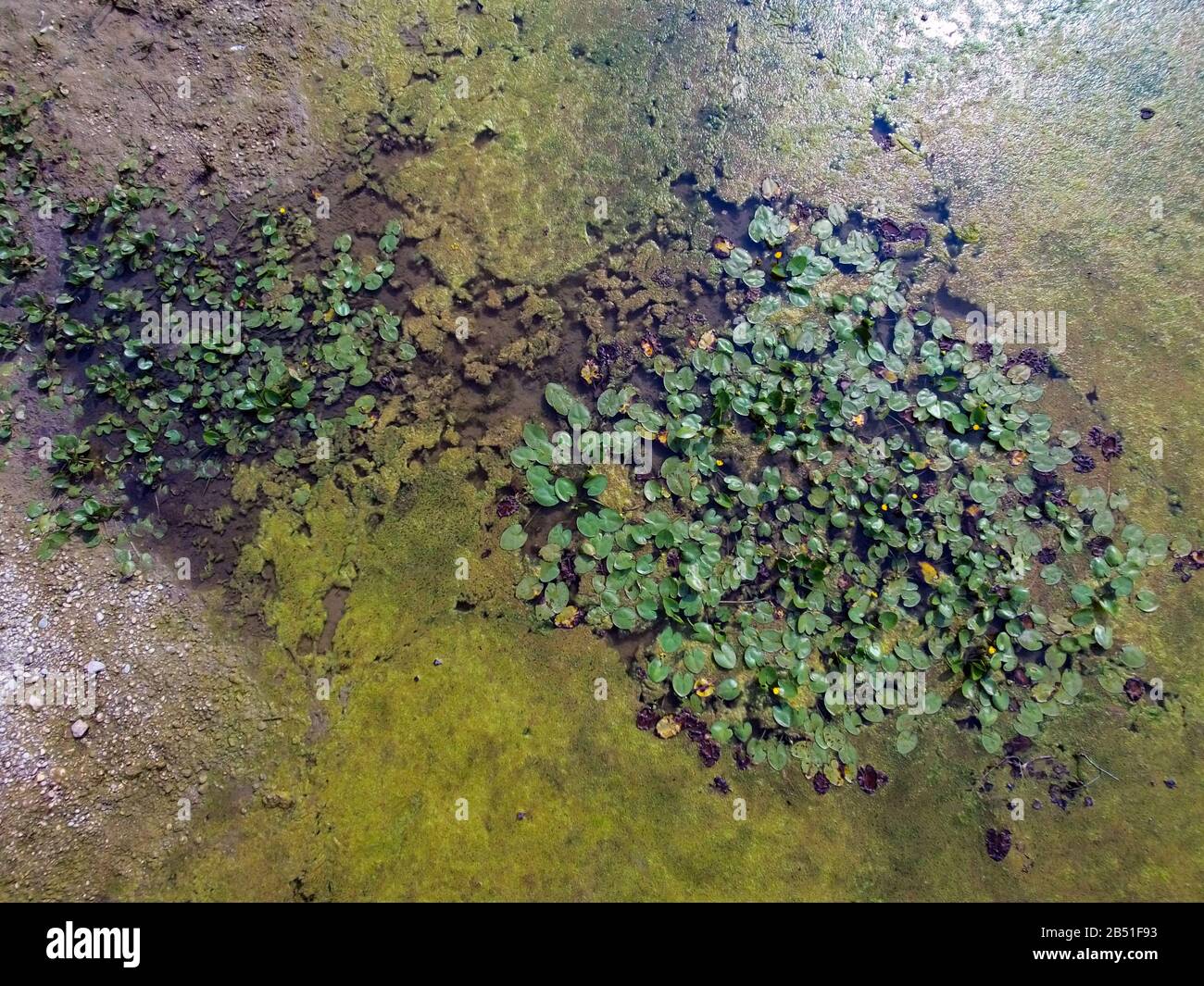 Swamp water surface from above Stock Photo Alamy