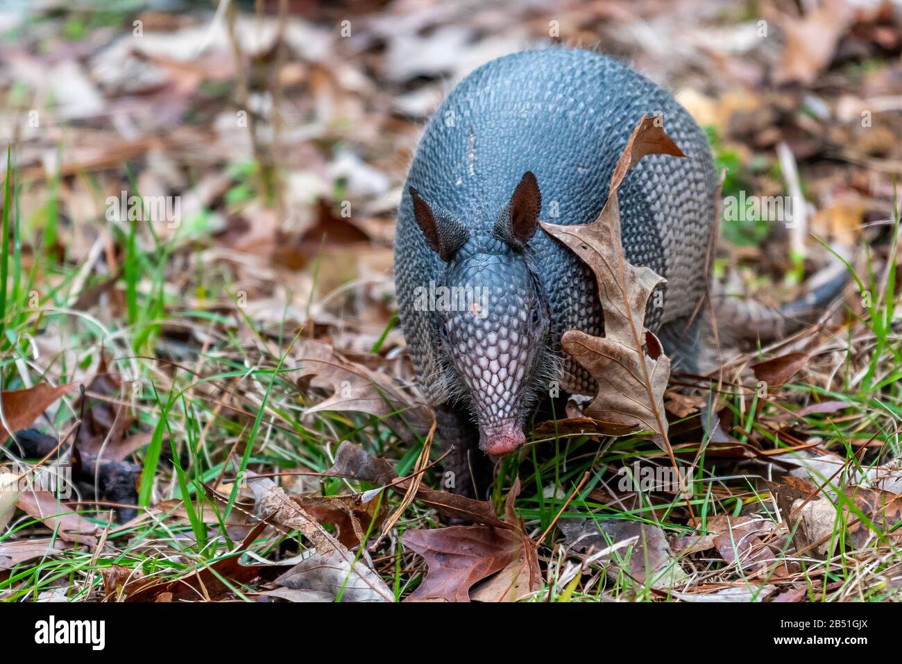 A ninebanded armadillo (Dasypus novemcinctus) searching for food in
