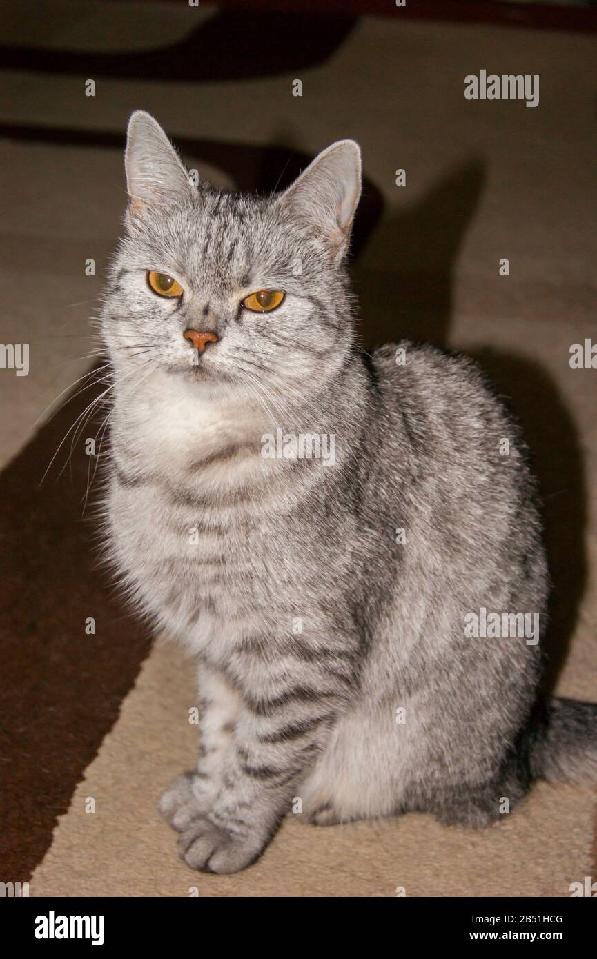 Unhappy beautiful gray striped cat with evil yellow eyes. Breed character Stock Photo