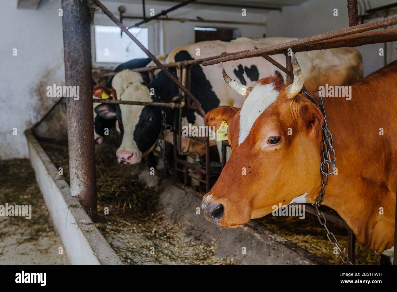 Cow Livestock Farm Barn Livestock Farm Stock Photo Alamy