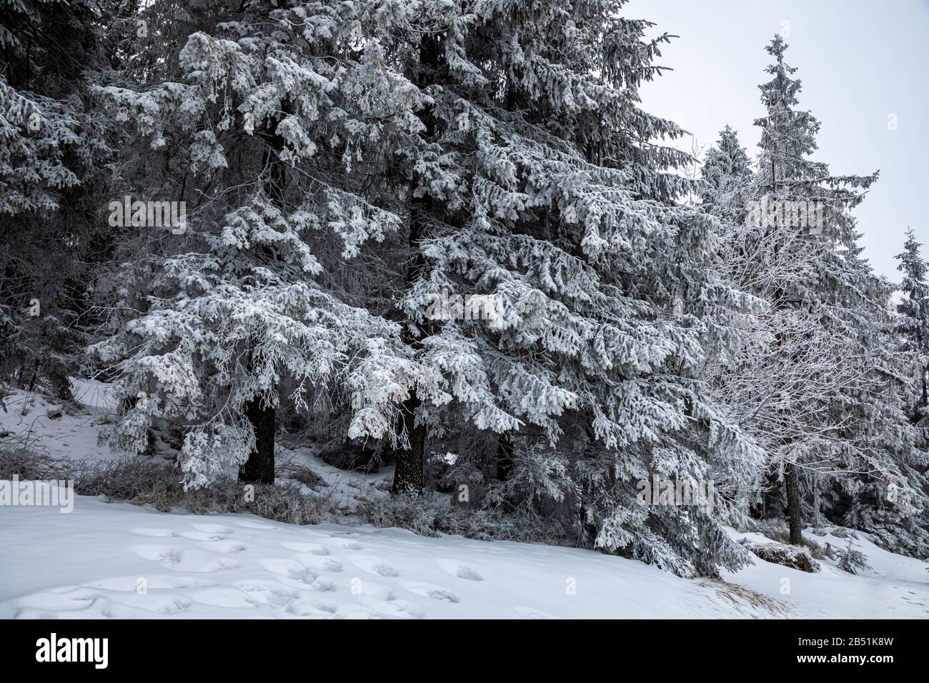 White and snowy forest in winter as background Stock Photo - Alamy