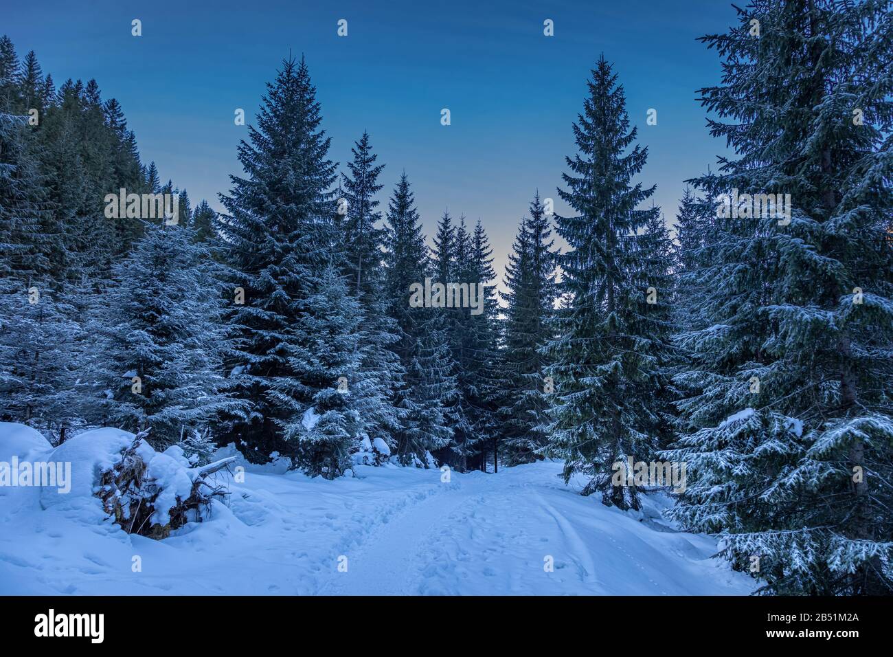 Stunning snowy forest in Tatra mountain as background Stock Photo - Alamy
