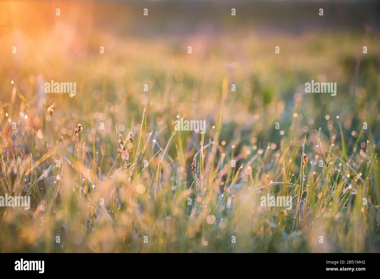 Close up steppe grass with drops of fresh morning dew for natural background Stock Photo