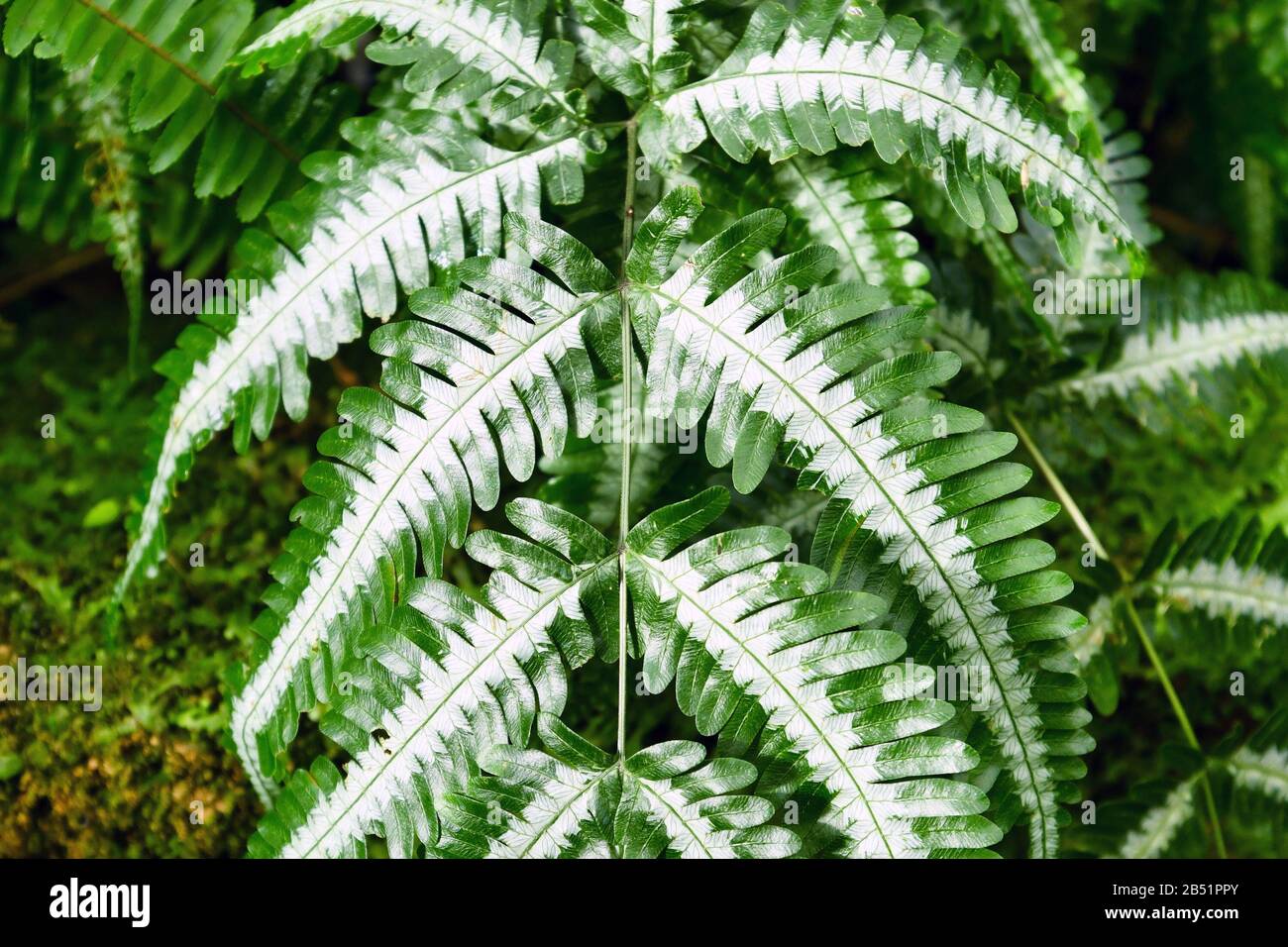 Close up of tropical 'Pteridaceae Pteris Argyrea Silver Brake' fern plant leaf with white markings Stock Photo