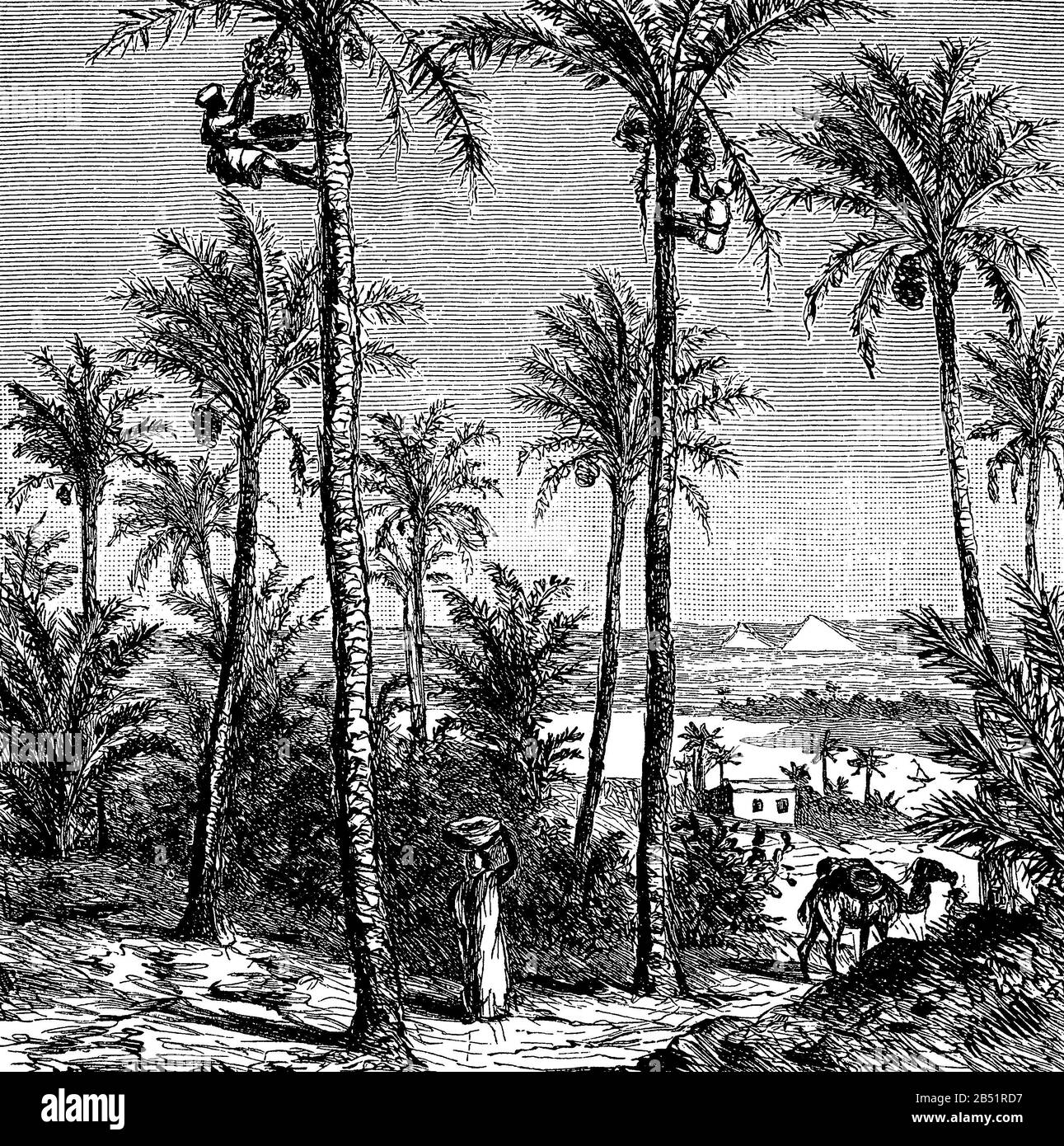 Agriculture, dates harvest in Egypt: workers climb on the date palms and pick the fruit clumps Stock Photo