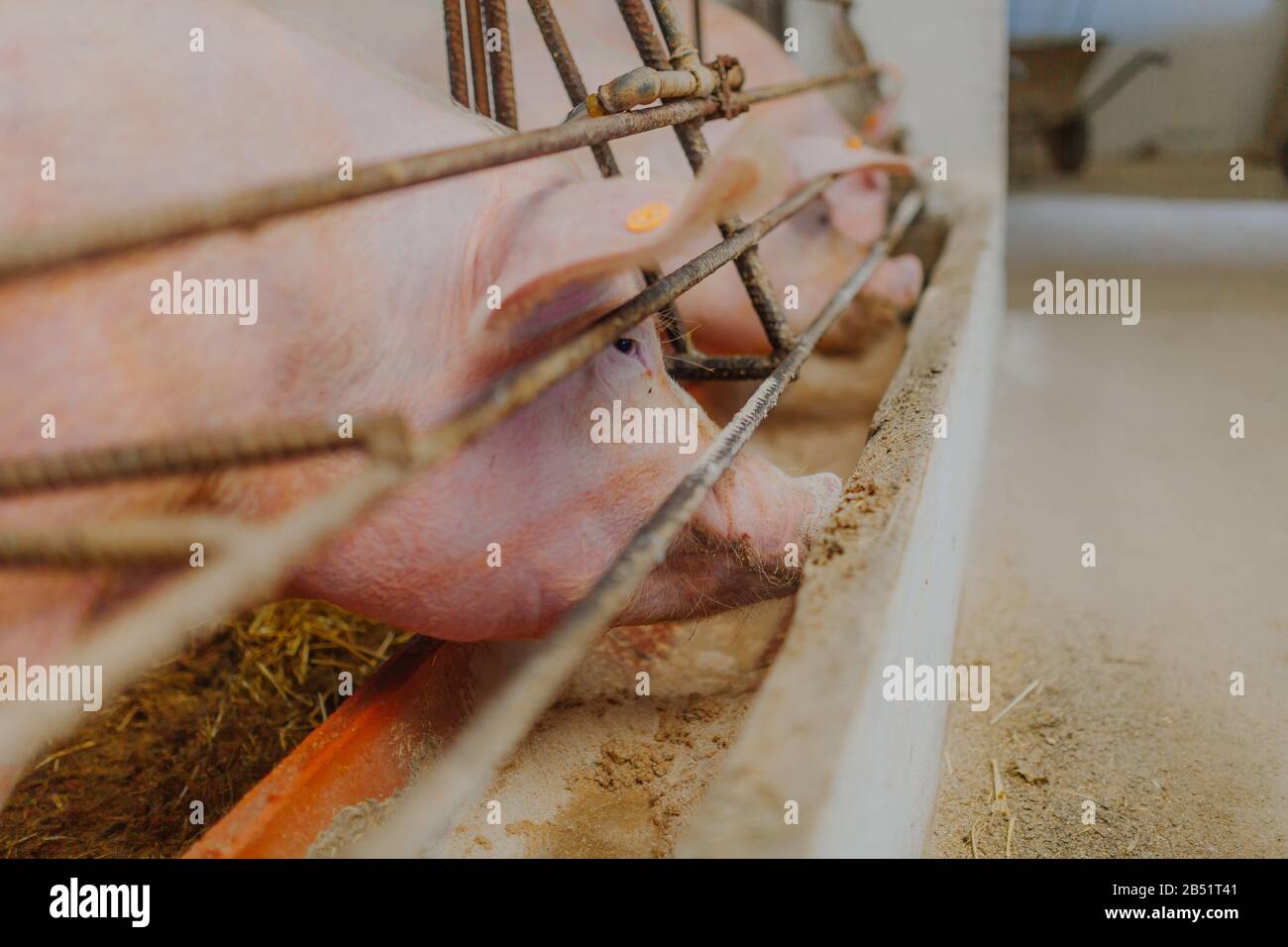 pigs pigs farming at livestock farm. Stock Photo