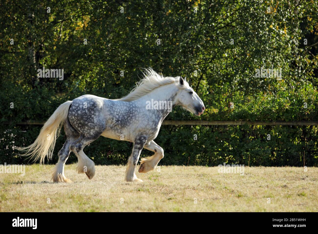 Shire Draft Horse stallion galloping in evening forest Stock Photo