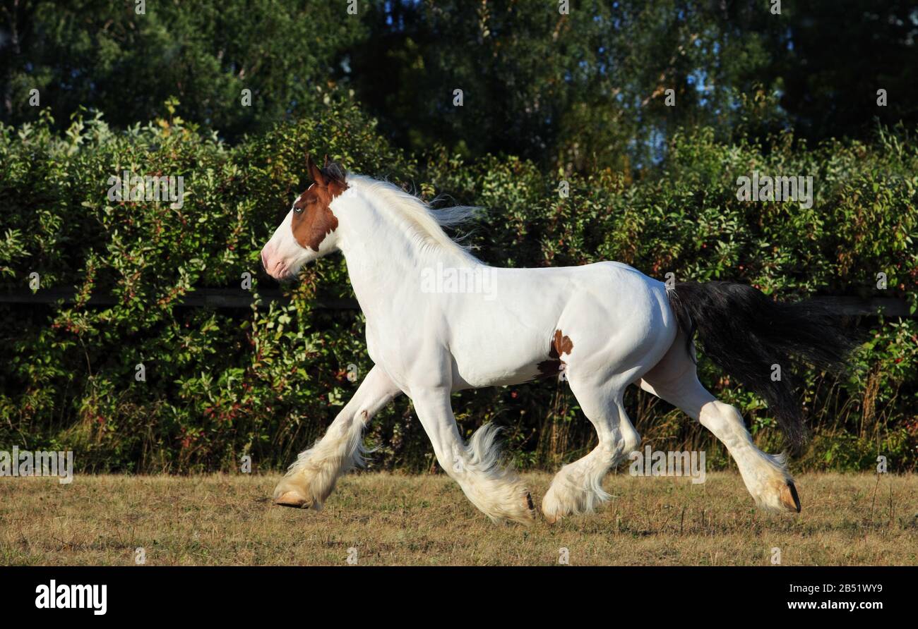 Drum horses hires stock photography and images Alamy