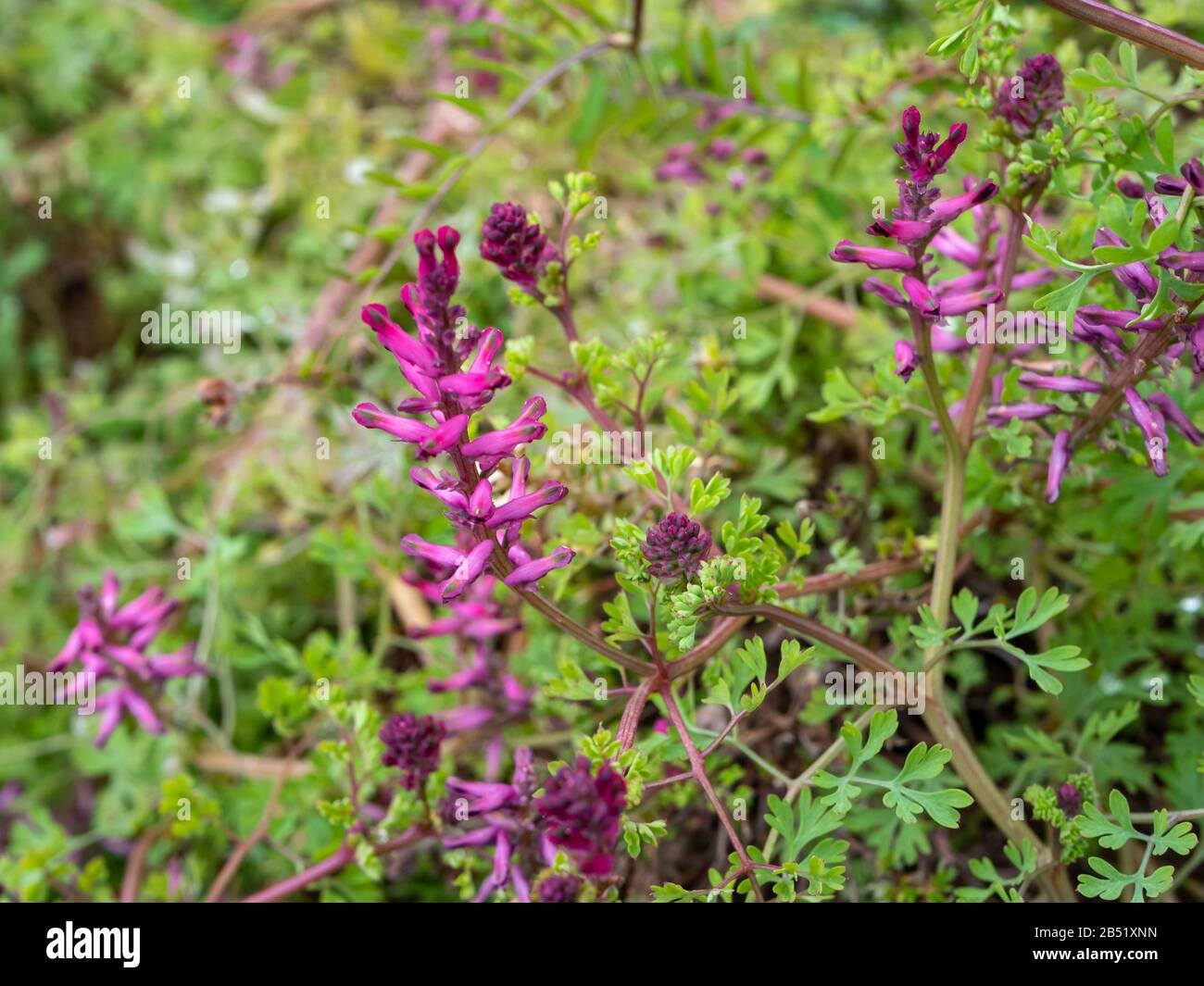 Ordinary fumigation plant in the garden Stock Photo