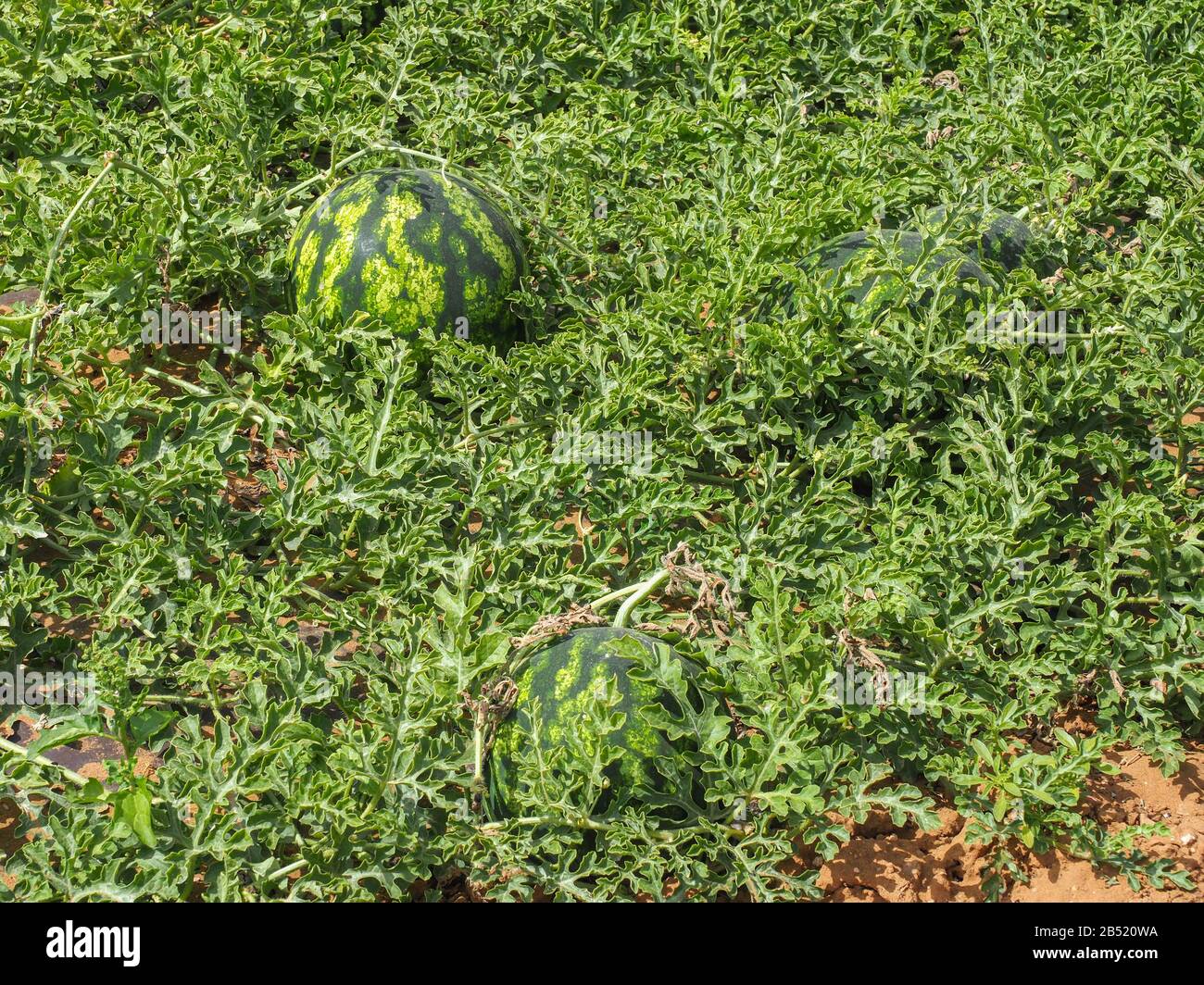 Fresh Watermelon or Citrullus lanatus is a vine-like flowering plant in the family Cucurbitaceae. Fresh large green watermelons growing in the field. Stock Photo