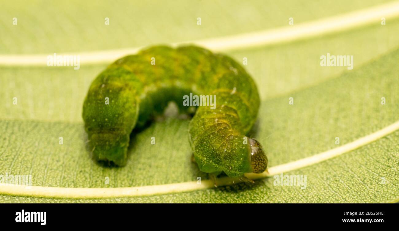 close up makro of Angle Shades caterpillar with white copyspace Stock