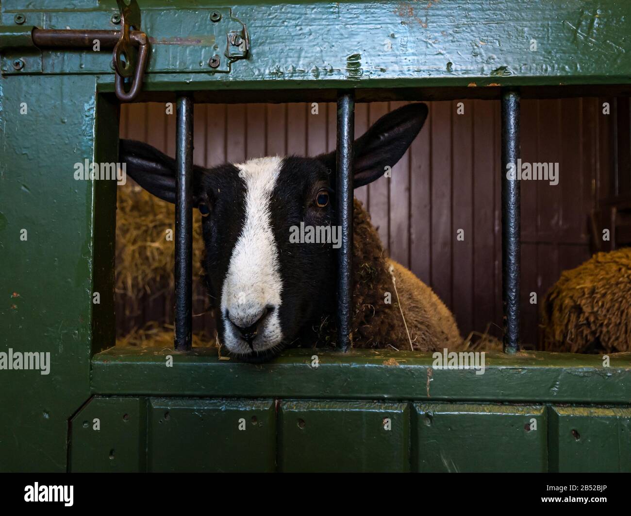Blackface sheep in pen at Love Gorgie Farm, Edinburgh, Scotland, UK Stock Photo