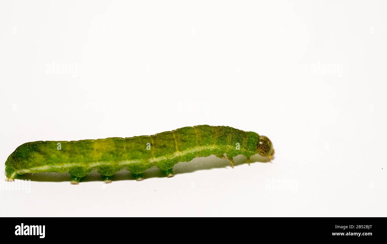 close up makro of Angle Shades caterpillar with white copyspace Stock